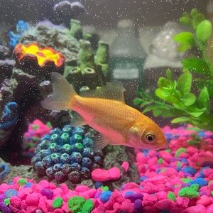 Meet your Posher, Marlene